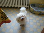 Filou bichon frisé - Bichon Frisé