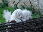 Bichon frisé : Fanny - Bichon Frisé