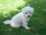 bichon frisé : fanny - Bichon Frisé