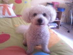bichon frisée petit loup - Bichon Frisé