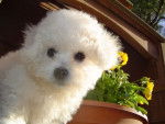 BICHON FRISE - Bichon Frisé