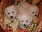 bichon frisé - Bichon Frisé