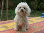bichon frisé - Bichon Frisé