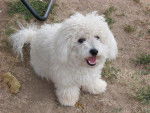 bichon frisé - Bichon Frisé