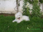Pucci bichon frisé - Bichon Frisé