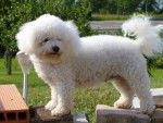 bichon frise - Bichon Frisé