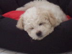 Bichon frisé (Non Lof)- GAÏA - Bichon Frisé