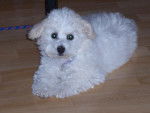 Bichon frisé (Non Lof)- GAÏA - Bichon Frisé