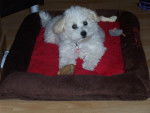 Bichon frisé (Non Lof)- GAÏA - Bichon Frisé
