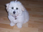 Bichon frisé (Non Lof)- GAÏA - Bichon Frisé