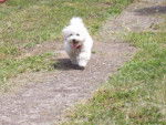 Bichon frisé (Non Lof)- GAÏA - Bichon Frisé