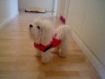 Type bichon frisé - GAÏA - Bichon Frisé