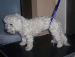 Type bichon frisé - GAÏA - Bichon Frisé