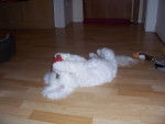 Type bichon frisé - GAÏA - Bichon Frisé
