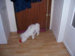 Type bichon frisé - GAÏA - Bichon Frisé