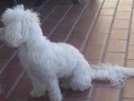 Type bichon frisé - GAÏA - Bichon Frisé