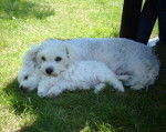 Beauty et Deauty - Bichon Frisé