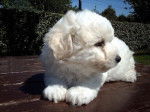 Deauty - Bichon Frisé