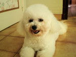 Duchesse des Poupons Frisés - Bichon Frisé
