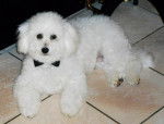 Roméo adorable Bichon frisé 7 mois - Bichon Frisé (7 mois)