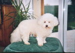 Noucky - Bichon Frisé