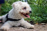 Photo Bichon Frisé