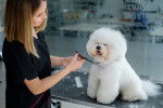 Une toiletteuse professionnelle coupe les poils d'un Bichon Frisé