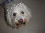Harley - Bichon Frisé Mâle (8 ans)