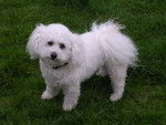 Yola - Bichon Frisé Femelle (6 ans)