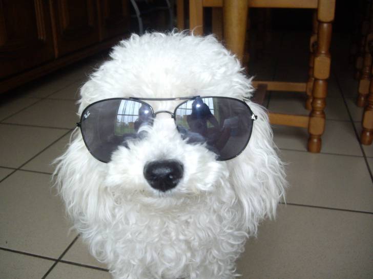 Falco - Bichon Frisé Mâle (1 an)