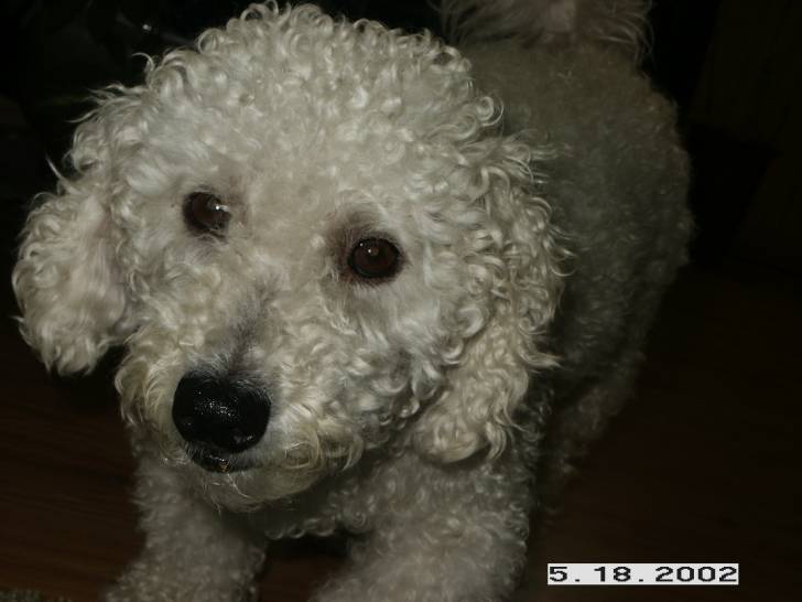 theo - Bichon Frisé Mâle