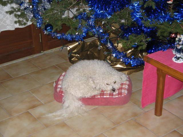 bichon frisé - fripouille - Bichon Frisé