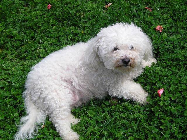 bichon frisé roxanne - Bichon Frisé