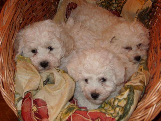 bichon frisé - Bichon Frisé