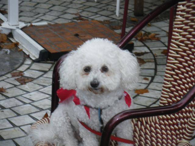 bichon frise - Bichon Frisé