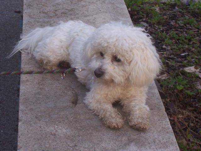 Type bichon frisé - GAÏA - Bichon Frisé