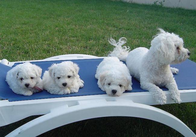 Chiots Bichons - Bichon Frisé