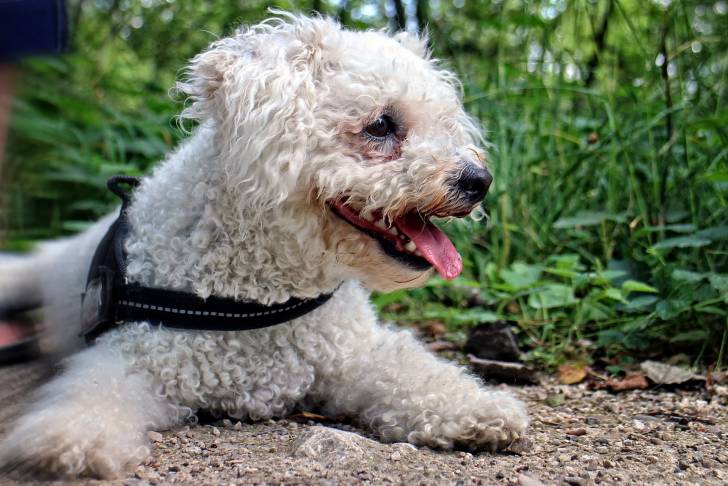 Photo Bichon Frisé