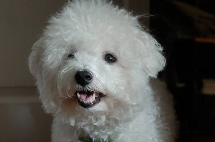 Photo Bichon Frisé