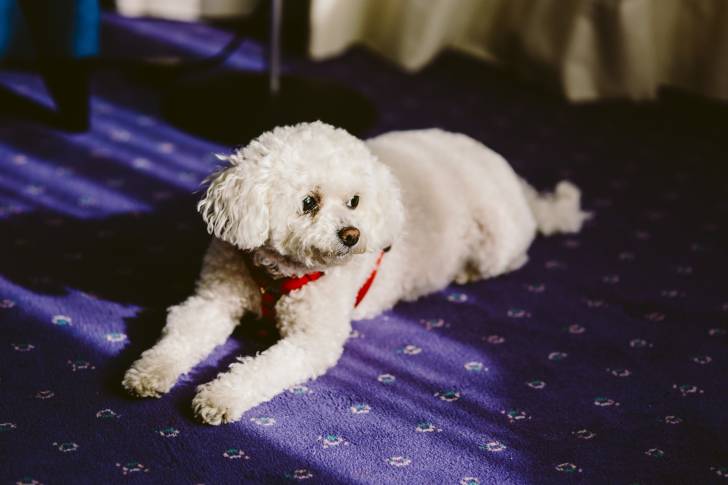 Photo Bichon Frisé