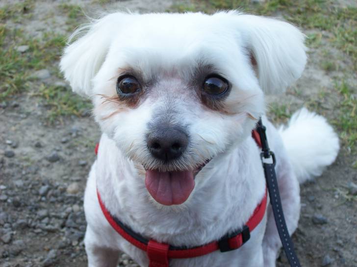 Sam - Bichon Frisé Mâle (5 ans)