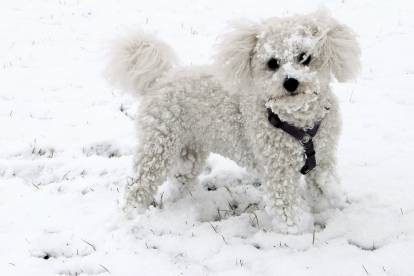 Un Bichon Frisé joue dans la neige