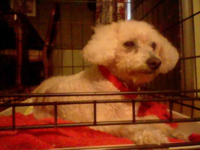 Latte' - Bichon Frisé Femelle (15 ans)