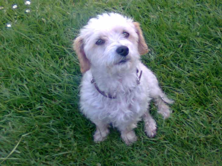 Bandit - Bichon Frisé Mâle (5 ans)