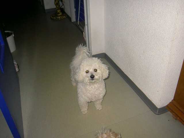 bichon frisé:milou - Bichon Frisé