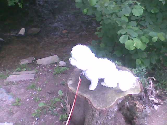 Type bichon frisé - GAÏA - Bichon Frisé