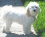 Crystal - Bichon Havanais (4 mois)