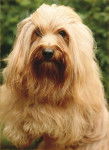 Bichon Havanais - Bichon Havanais