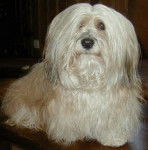 Bichon Havanais - Bichon Havanais