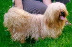 Bichon Havanais - Bichon Havanais
